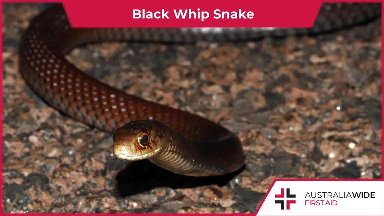 A Lesser black whip snake